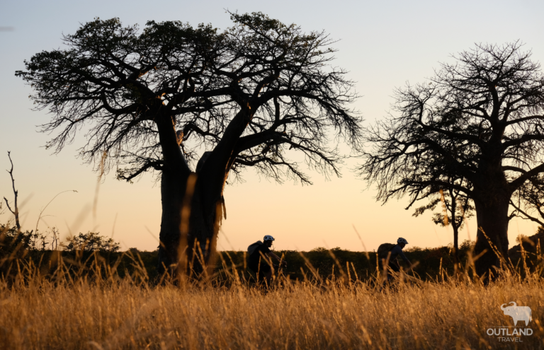 Two cyclists riding between two Baobab trees during an African sunset