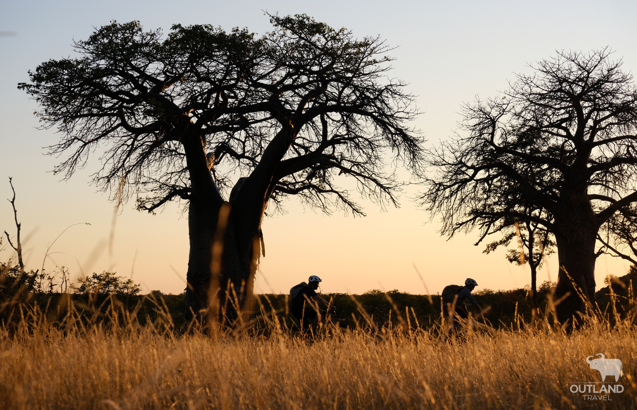 Two cyclists riding between two Baobab trees during an African sunset