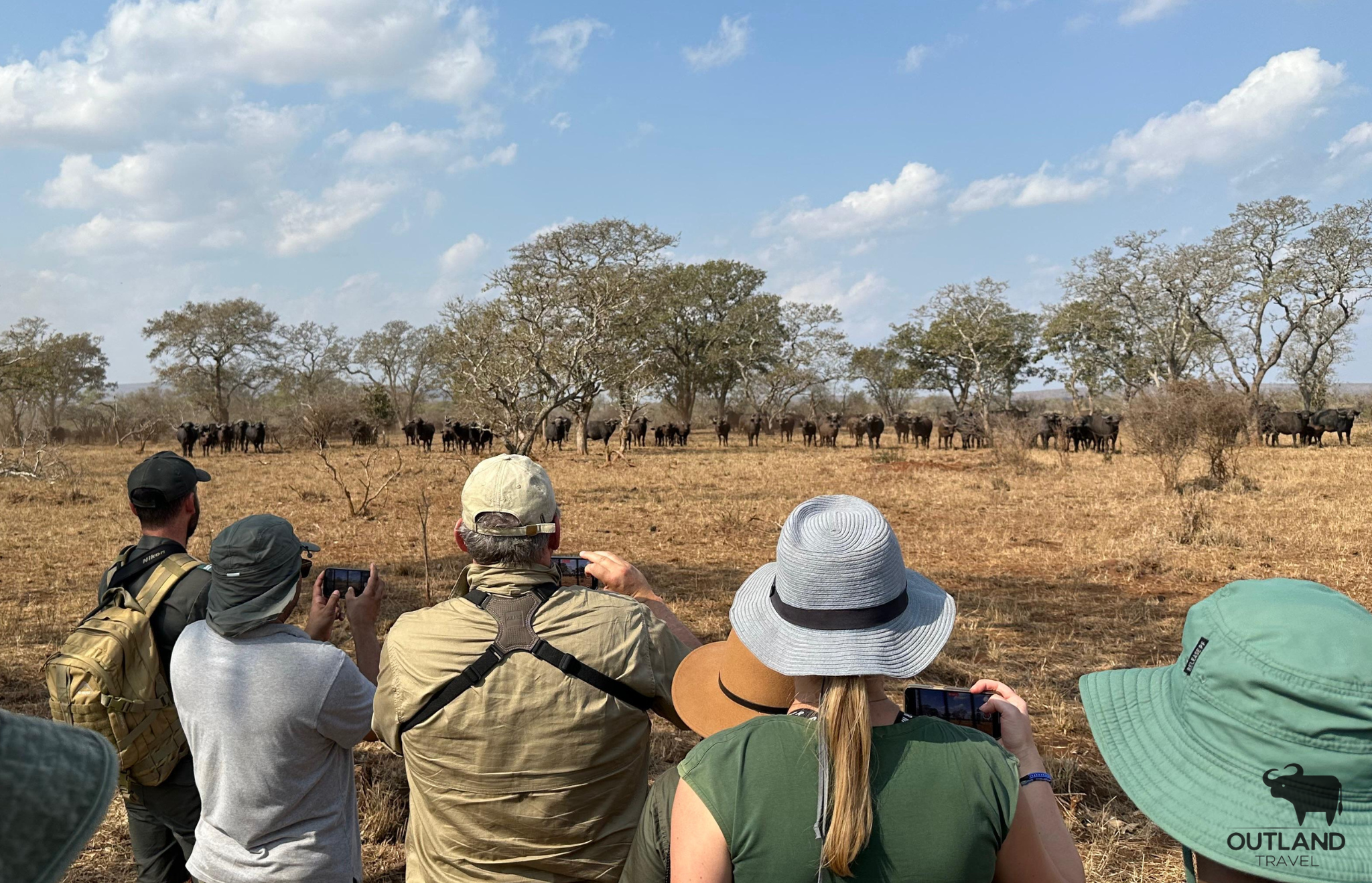 Incredible buffalo breeding herd encounter on foot. Kruger National Park