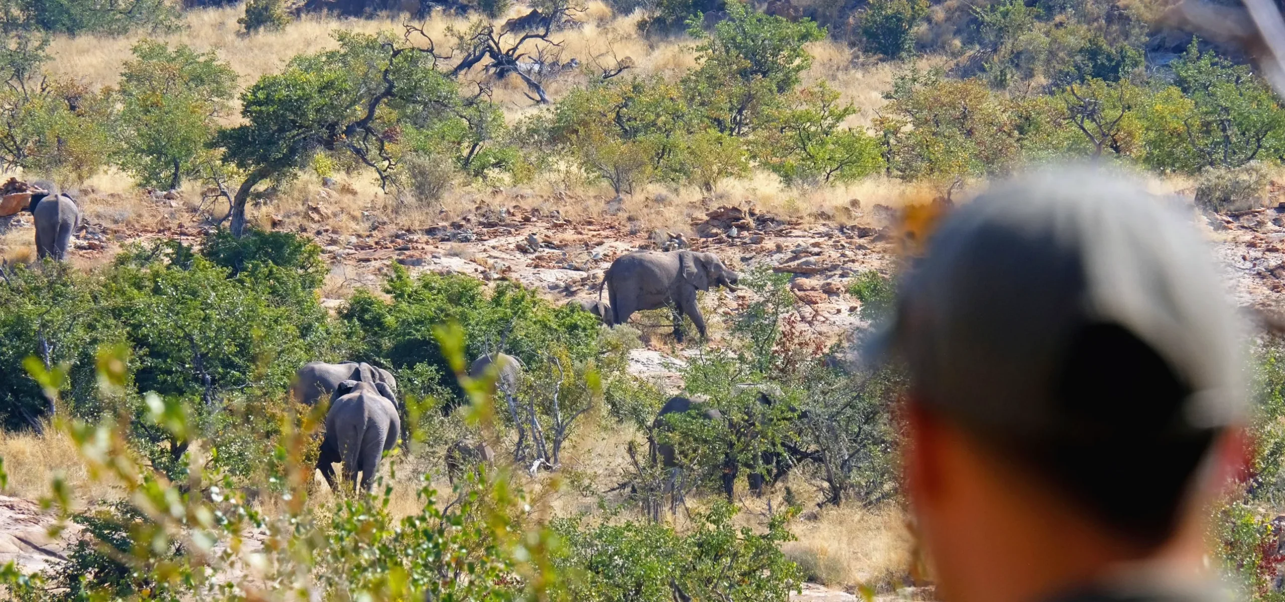 Outland Travel guide watching a herd of elephants browsing on a rocky hillside during a walking safari in Kruger National Park.