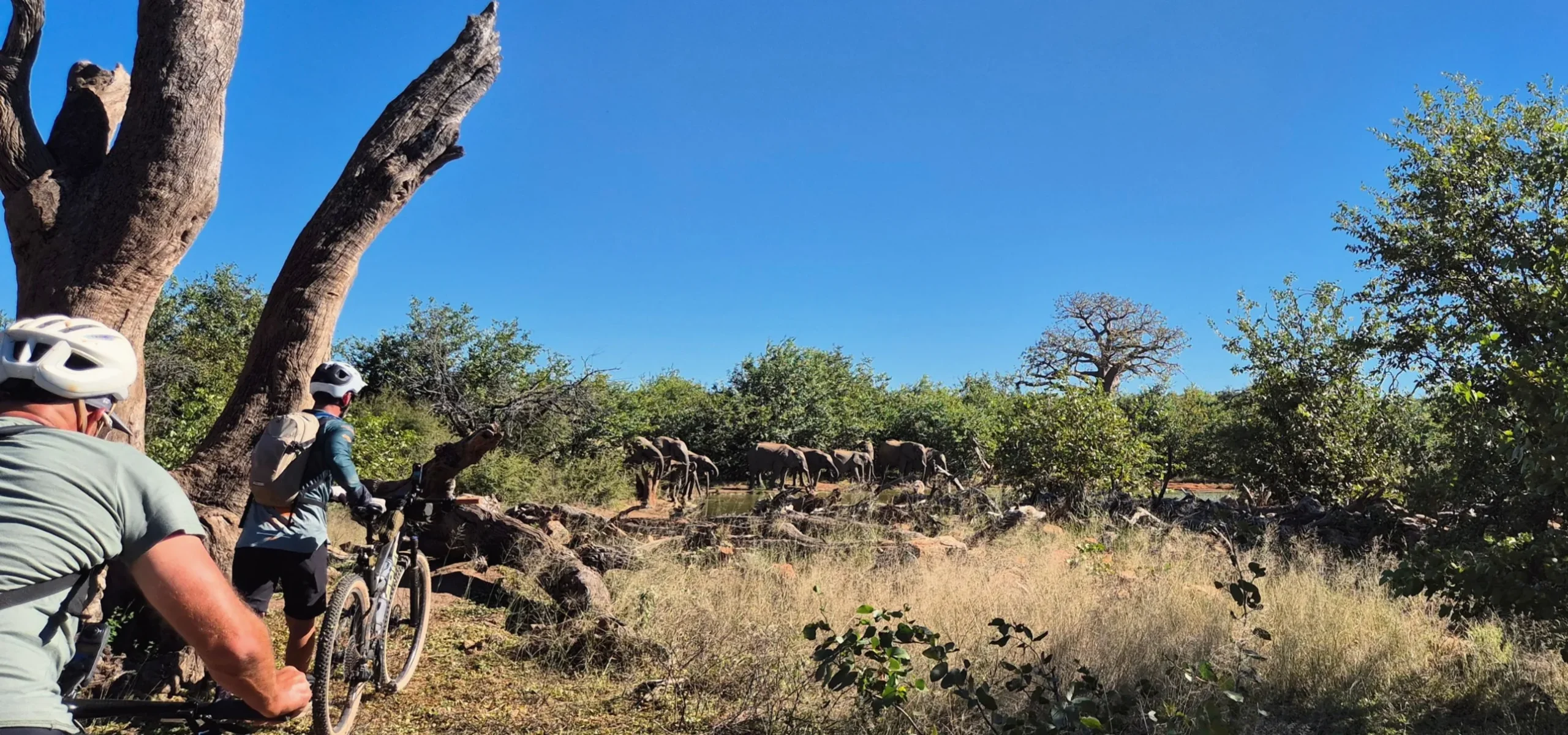 Outland Travel co-owner Matt and a fellow rider walking their bikes towards a herd of elephants drinking at a waterhole below a baobab in Botswana.