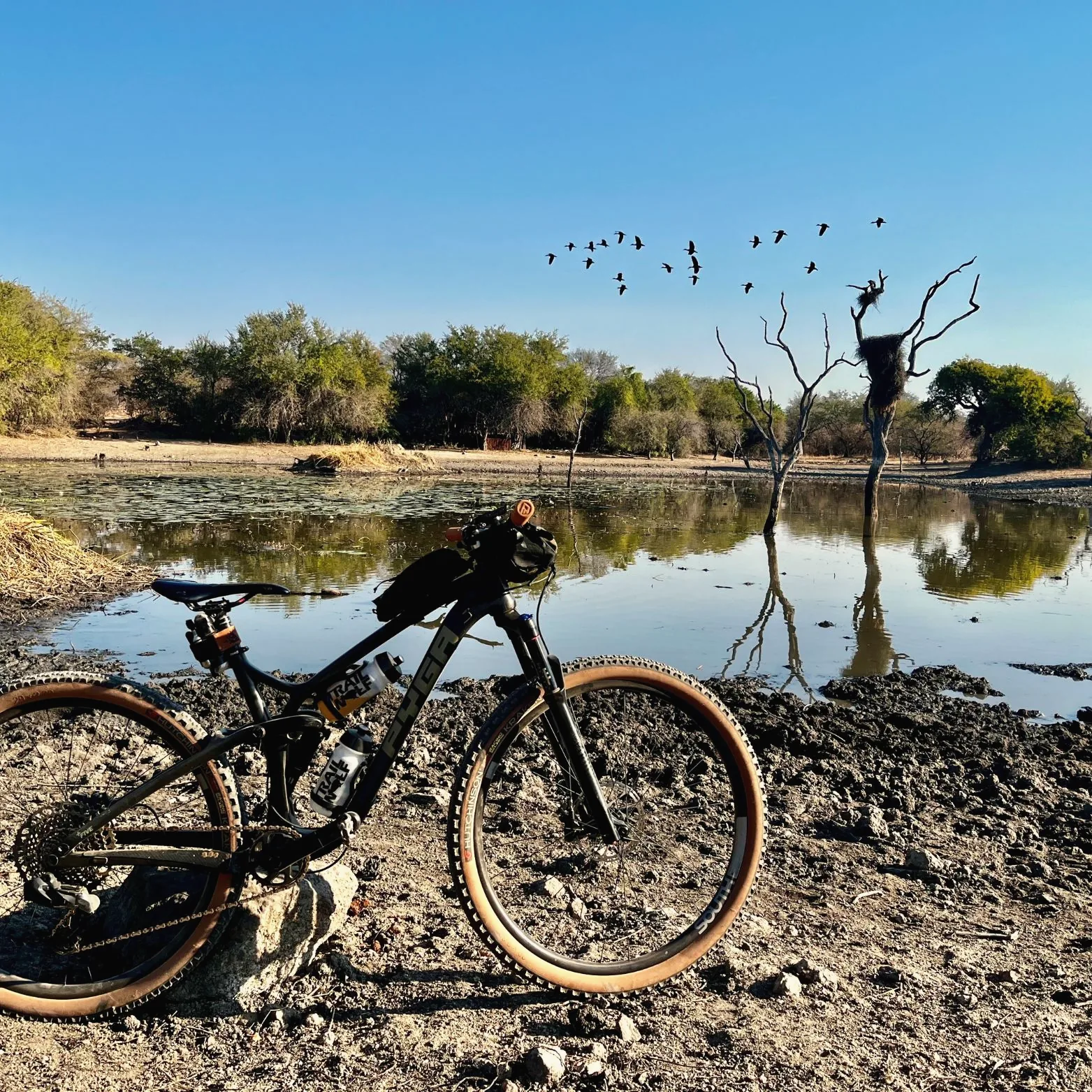 Mountain bike resting beside a waterhole as a flock of whistling ducks flies past dead trees under a blue sky.